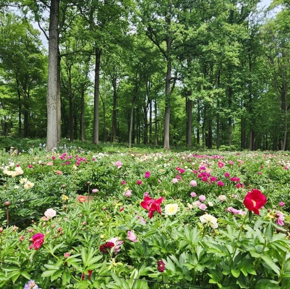 Meet your Posher, Dawn - Picture 2 of 4